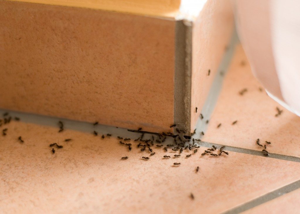 Ants inside of home