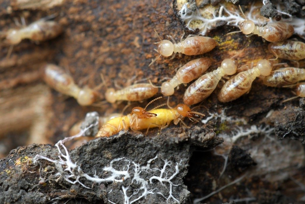 termites crawling around
