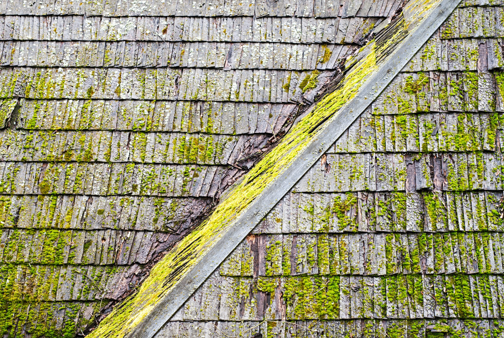 moss on roof shingles
